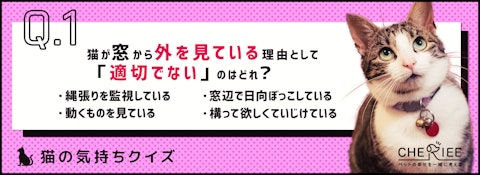 【猫の気持ちクイズ】猫が窓から外を見ている理由とは？のアイキャッチ画像