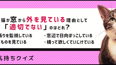 【猫の気持ちクイズ】猫が窓から外を見ている理由とは?のアイキャッチ画像