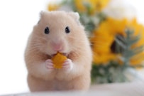 どうぶつカテゴリ第3位