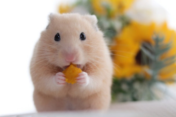 ハムスターの寒さ対策9選!冬の防寒と温度管理のポイントを紹介のアイキャッチ画像