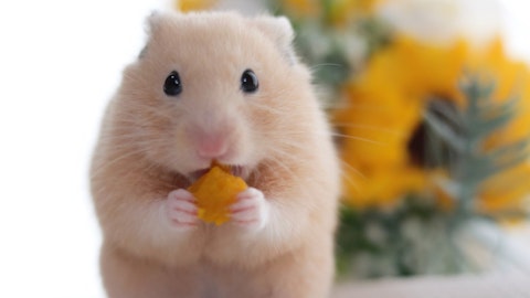 温度管理が大事なハムスターの防寒対策!9つの寒さ対策ポイントのアイキャッチ画像