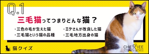 【三毛猫クイズ】知っているようで知らない三毛猫の事実のアイキャッチ画像