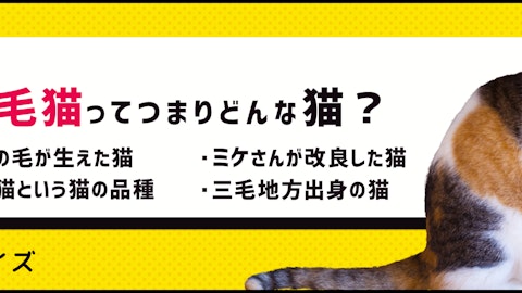 【三毛猫クイズ】知っているようで知らない三毛猫の事実のアイキャッチ画像