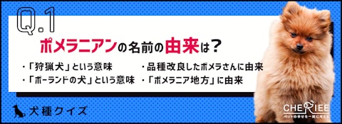 【犬種クイズ】知ってた？ポメラニアンの名前の由来のアイキャッチ画像