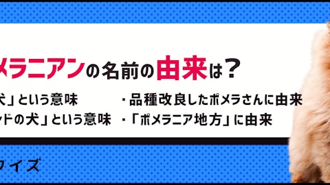 【犬種クイズ】知ってた?ポメラニアンの名前の由来のアイキャッチ画像