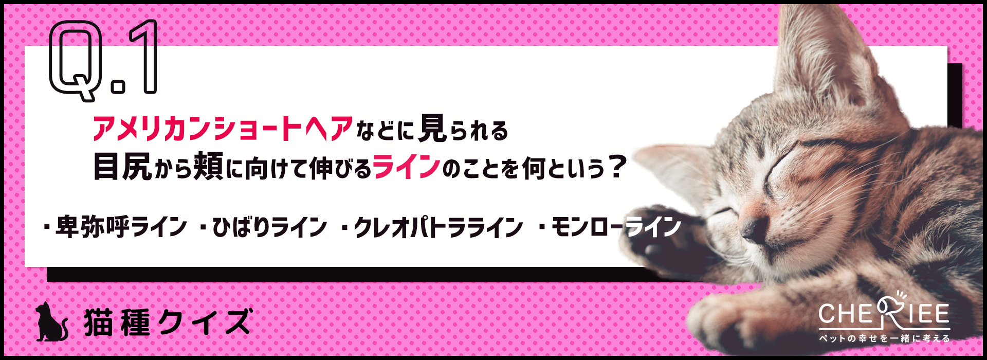 猫種クイズ 人気no 1 アメリカンショートヘアの特徴と性格 シェリー ペットの幸せを一緒に考える