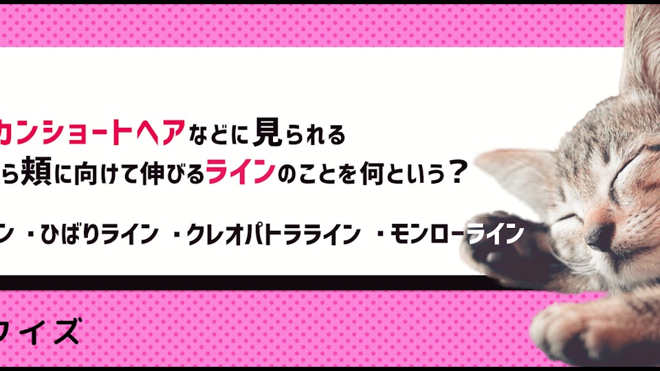 【猫種クイズ】人気No.1!アメリカンショートヘアの特徴と性格