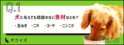 【犬クイズ】最低限知っておくべき、犬にとって危険な食べ物とは？のアイキャッチ画像