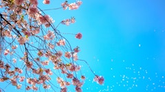 記事カテゴリ第5位