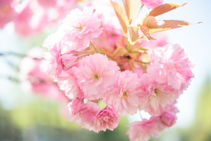 神奈川のお花見スポット、犬と