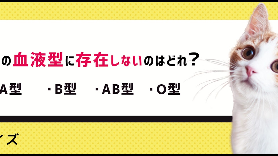 【猫クイズ】知ってますか?猫の血液型の雑学
