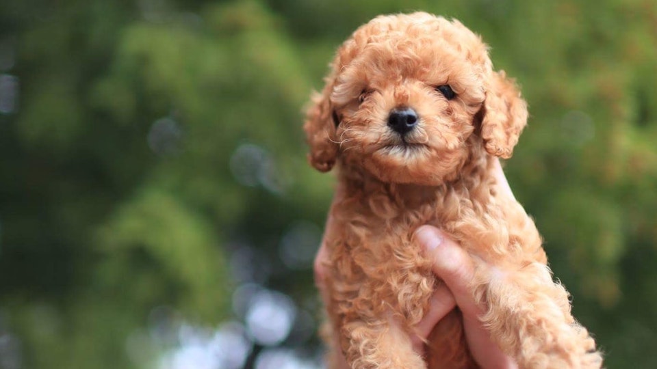 厳選!トイ・プードルのおすすめカットスタイル7つ