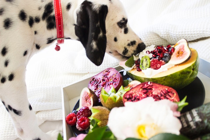 知っておこう、犬の薬物・毒物中毒。5つのケース別リスクと対策 - CHERIEE あにまるマガジン