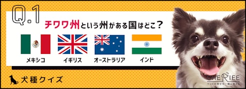 【犬種クイズ】今なおチワワが人気の理由と魅力とは？のアイキャッチ画像