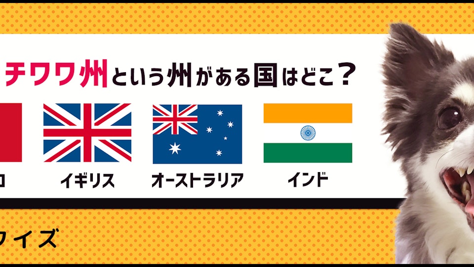 【犬種クイズ】今なおチワワが人気の理由と魅力とは?