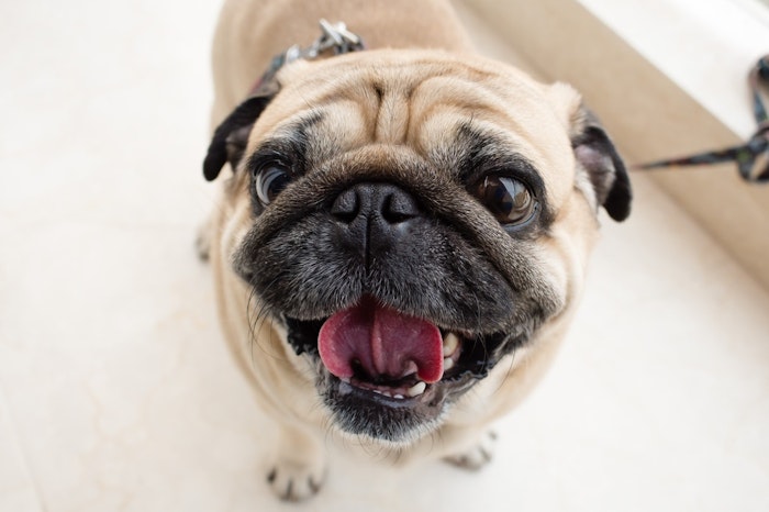 ちょっと待って それ 虐待かも 正しい犬のしつけ方のポイントとは シェリー ペットの幸せを一緒に考える ちょっと待って それ 虐待かも 正しい犬のしつけ方のポイントとは シェリー ペットの幸せを一緒に考える