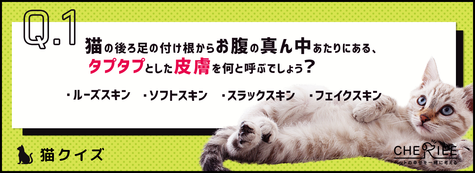 【猫クイズ】太ったと勘違いしてない？猫のタプタプお腹の秘密