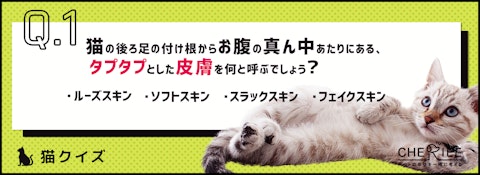 【猫クイズ】太ったと勘違いしてない?猫のタプタプお腹の秘密のアイキャッチ画像