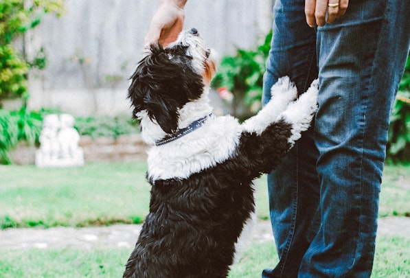 犬の学習理論を心理学で！しつけに役立つ「オペラント条件付け」とはのアイキャッチ画像