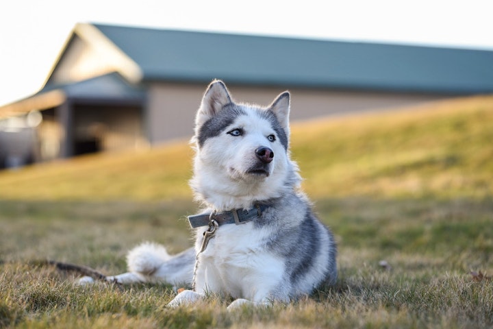 新型コロナウイルス探知犬の今後の計画