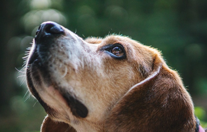 探知犬が探知できる病気とは