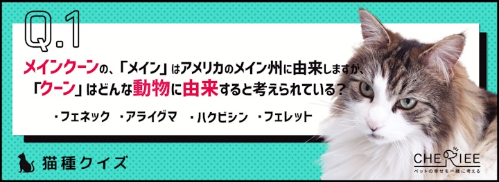 【猫種クイズ】ジェントルジャイアントと呼ばれるメインクーンの魅力のアイキャッチ画像