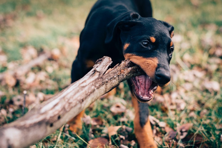 【ニュース】飼い犬が我が子を殺害。悲しい事故を起こさないために。 - CHERIEE あにまるマガジン