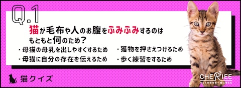 【猫クイズ】猫がふみふみするのはなぜ?気になる猫の習性の理由のアイキャッチ画像