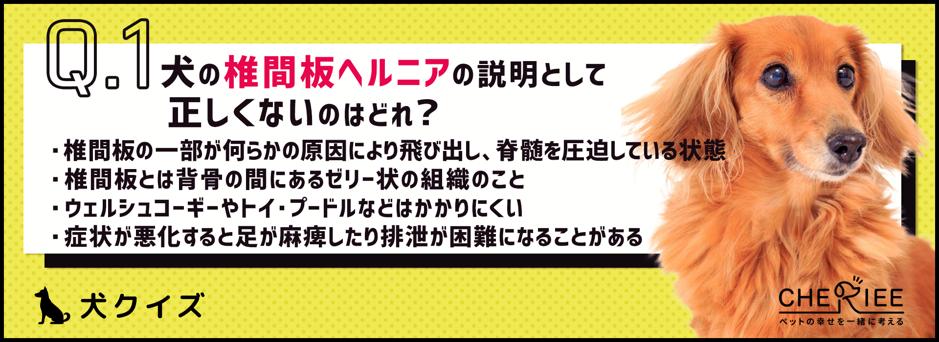 【犬クイズ】実はダックスフンド以外もかかる！犬の椎間板ヘルニア