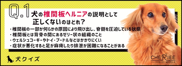 【犬クイズ】実はダックスフンド以外もかかる！犬の椎間板ヘルニアのアイキャッチ画像