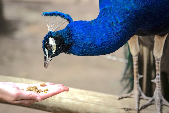 野生動物　中国