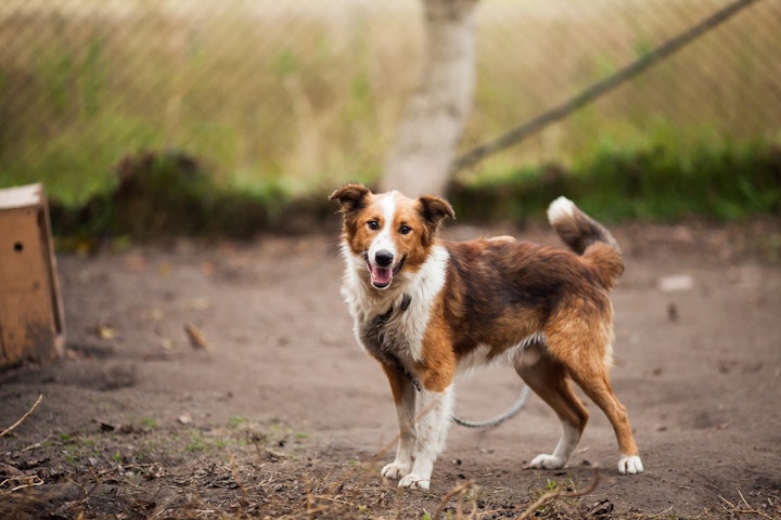 犬肉　犬食　賛成　反対