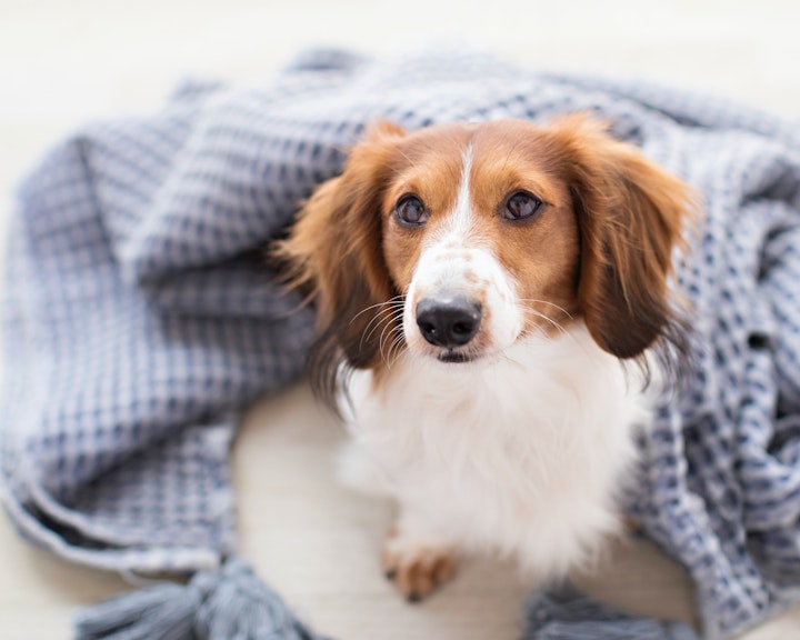 犬の耳の病気④耳血腫