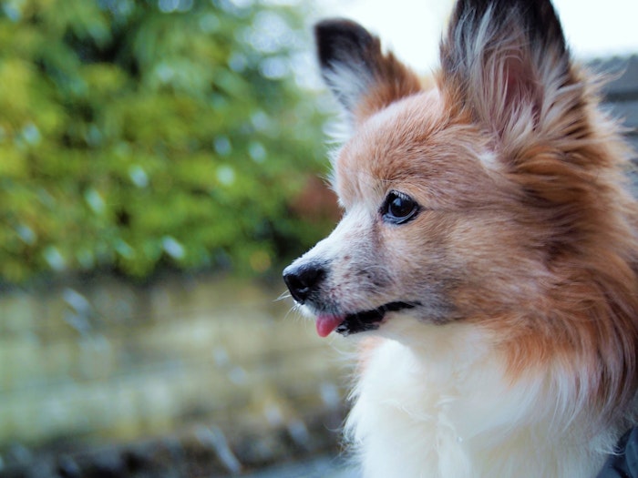 犬の耳の病気⑤耳ダニ感染症