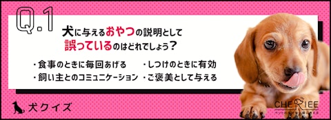 【犬クイズ】知っておきたい犬のおやつのあげ方と適正量のアイキャッチ画像