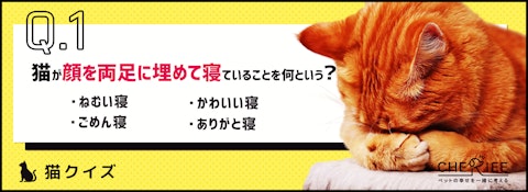 【猫クイズ】生活を見直すサインかも。猫の独特な寝方の意味とは?のアイキャッチ画像