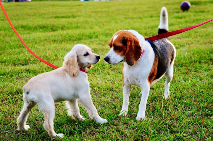 犬における社会化って何？