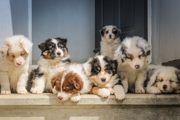 獣医師が教える子犬のしつけ①〜社会化期にやるべき5つのことのアイキャッチ画像