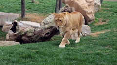 どうぶつカテゴリ第4位