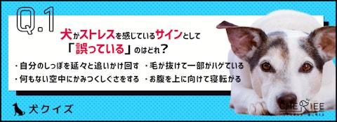 【犬クイズ】実はストレスが原因かも。見落としがちなしぐさとは？のアイキャッチ画像