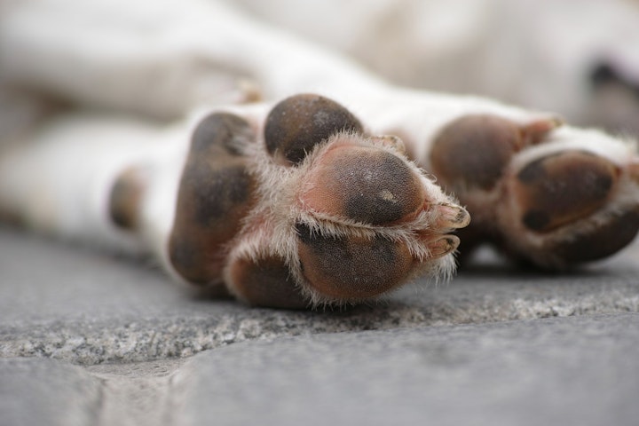 犬の足裏の毛をカットしよう