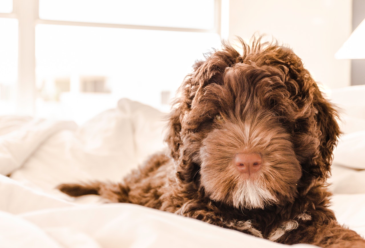 おうちで簡単犬のお手入れ 爪 足裏の毛 目の上の毛のカット方法 シェリー ペットの幸せを一緒に考える