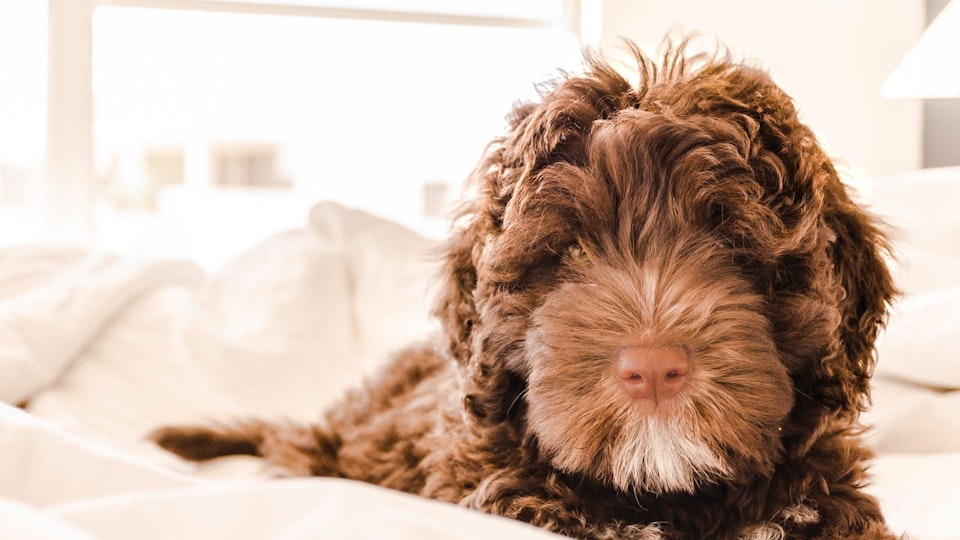 おうちで簡単犬のお手入れ!爪・足裏の毛・目の上の毛のカット方法