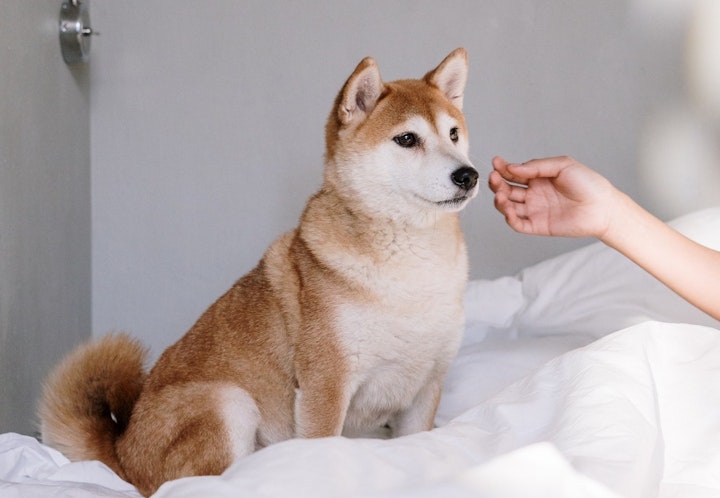 ボディコントロール　犬　触る　しつけ　方法