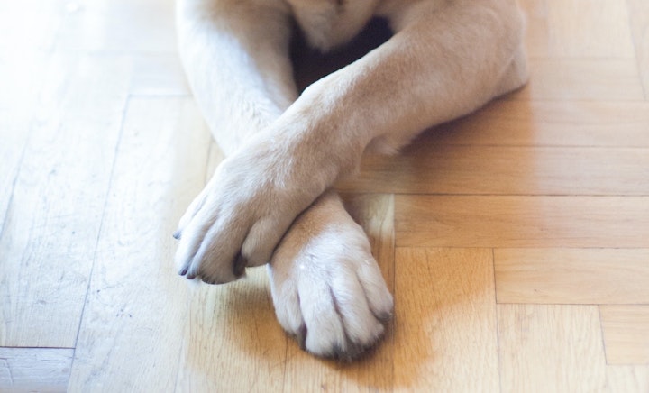 成犬　ボディコントロール　しつけ