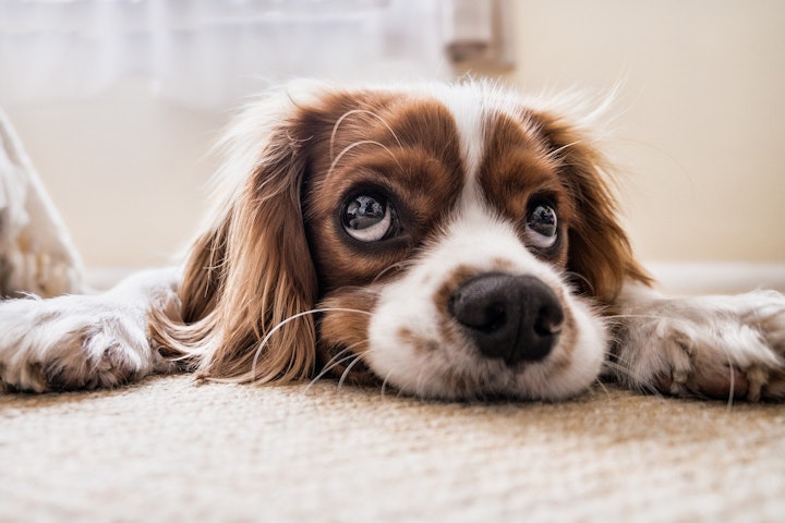 狂犬病と犬のワクチン接種