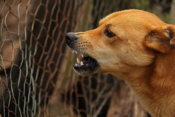 狂犬病　ワクチン　接種