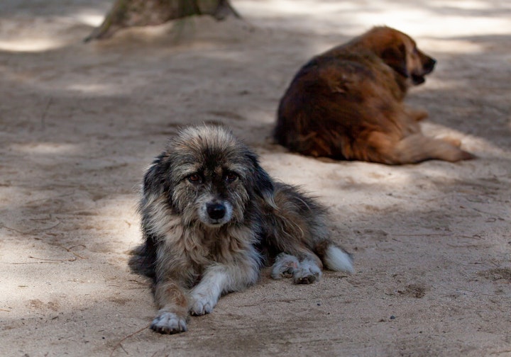 【ニュース】14年ぶりの狂犬病。ワクチン接種が愛犬と日本を守る - CHERIEE あにまるマガジン