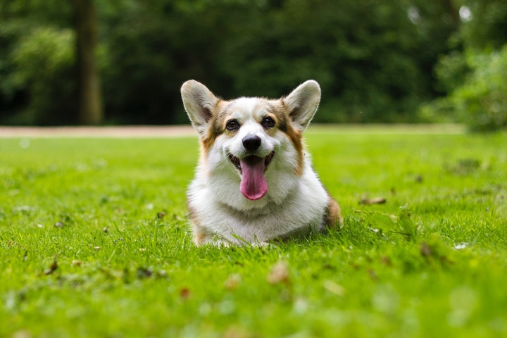 【獣医師監修】愛犬の命をフィラリアの脅威から守ろう！ - CHERIEE あにまるマガジン