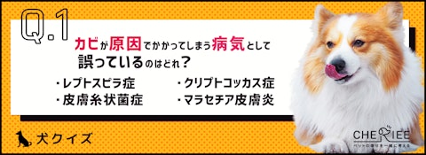 【クイズ】梅雨の時期は特に気をつけて！カビが原因の犬の病気のアイキャッチ画像